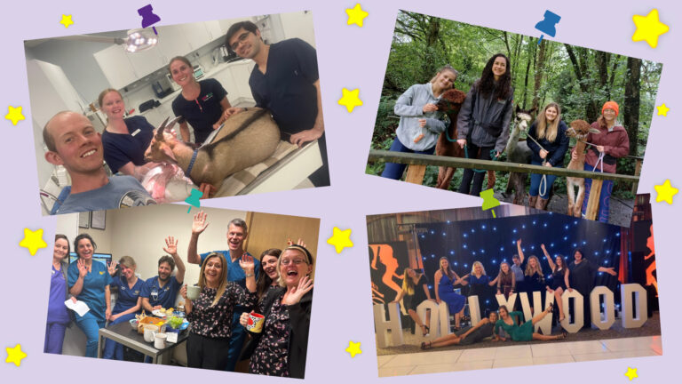 Meraki Great Veterinary Workplaces Happy Veterinary Teams